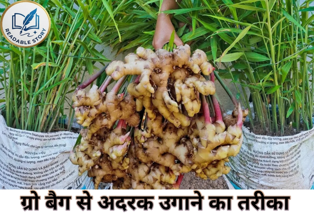 ग्रो बैग में अदरक की खेती